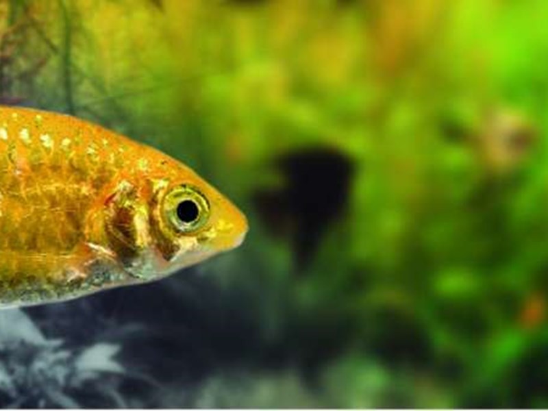 Barbo dorado, pez para un acuario de biotopo asiático.