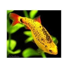 Barbo dorado, pez para un acuario de biotopo asiático. - Imagen 1
