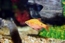 Barbo dorado, pez para un acuario de biotopo asiático. - Imagen 2