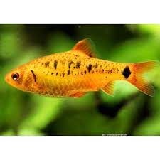 Barbo dorado, pez para un acuario de biotopo asiático. - Imagen 3