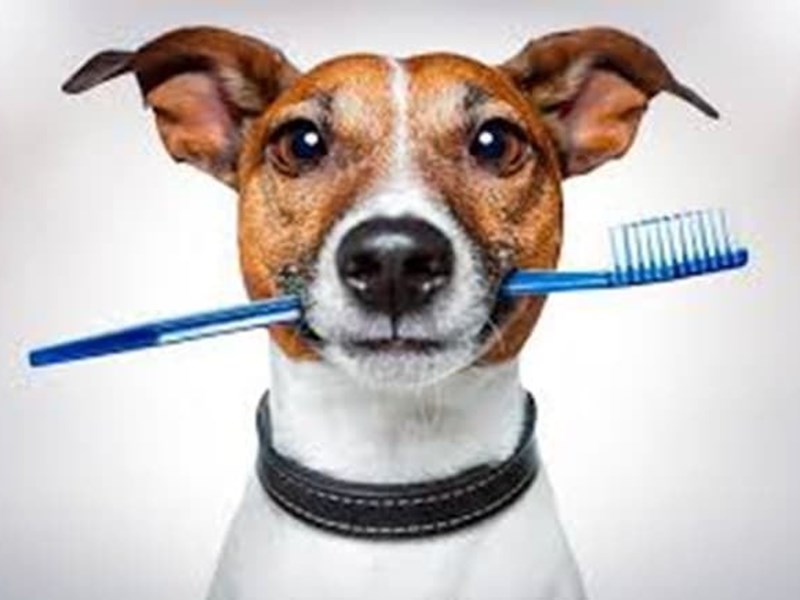 Como limpiar los dientes a nuestro perro