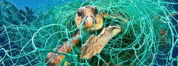 Día mundial de los océanos; protégelos de los plásticos tan dañinos para cualquier especie animal. - Imagen 1