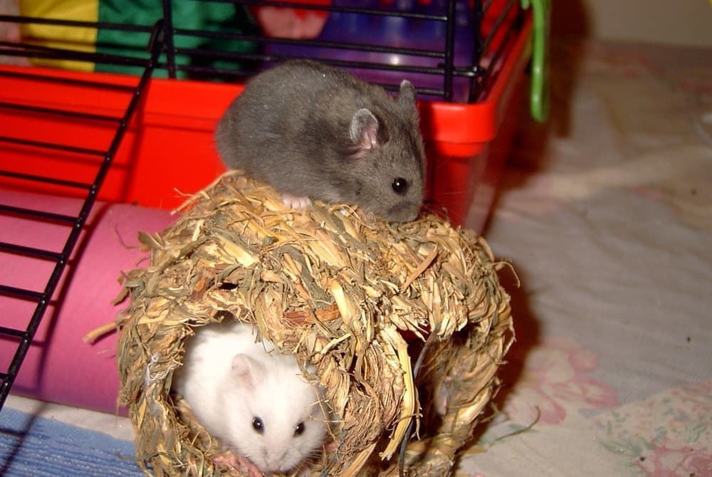 El hamster ruso y sus cuidados. - Imagen 1