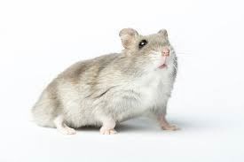 El hamster ruso y sus cuidados. - Imagen 10