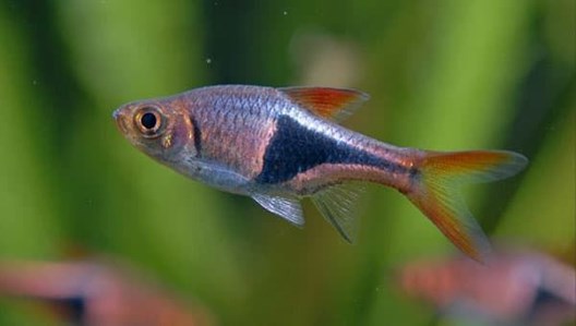 El pez Arlequín necesita un hábitat muy similar al de las aguas negras del Amazonas. - Imagen 2