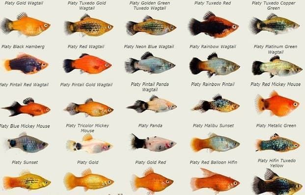 El pez Platy o pez luna es uno de los peces más fáciles de cuidar. - Imagen 1