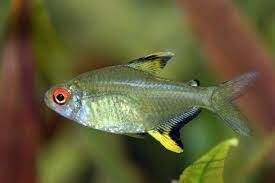 El Tetra Limón es uno de los peces más hermosos para un acuario comunitario. - Imagen 1