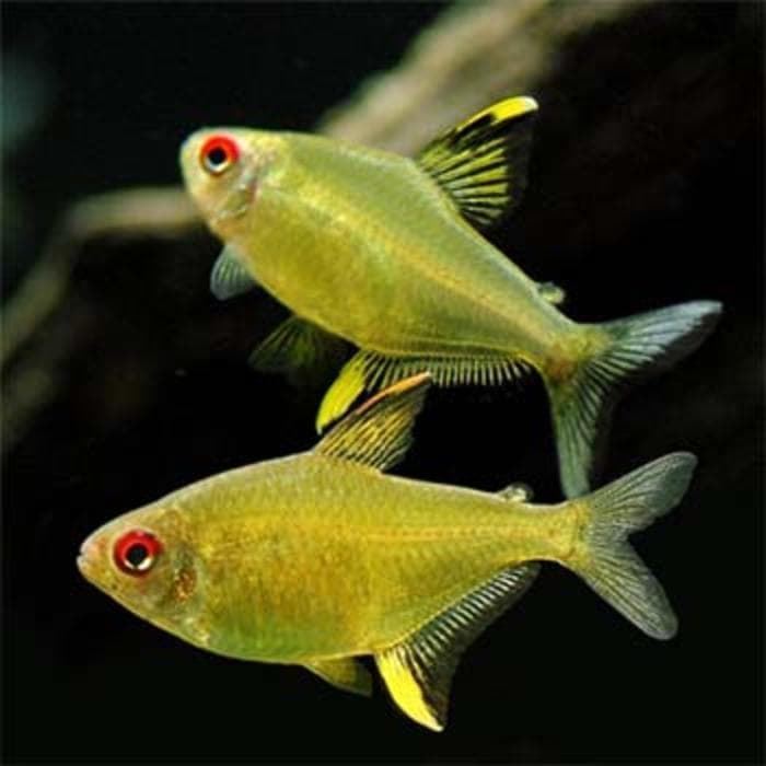 El Tetra Limón es uno de los peces más hermosos para un acuario comunitario. - Imagen 5