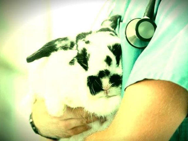 En Glu Glu Pet te indicamos las enfermedades más comunes de los conejos domésticos.