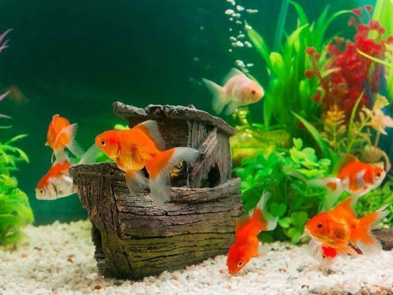 Goldfish, el pez rojo de agua fría más conocido en el mundo. - Imagen 10