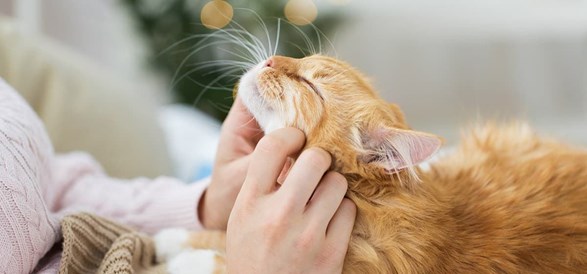 Guía de cómo desparasitar a tu gato - Imagen 3