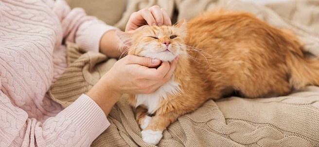 Guía de cómo desparasitar a tu gato - Imagen 7