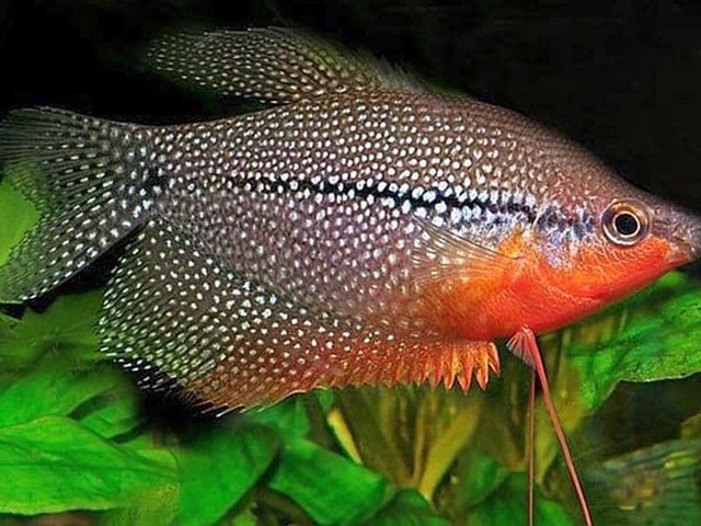 Gurami Perla un pez con un impresionante colorido y con un carácter inmejorable.