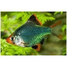 Los mejores peces tropicales de agua dulce recomendados para principiantes. - Imagen 15