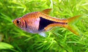 Los mejores peces tropicales de agua dulce recomendados para principiantes. - Imagen 20