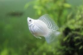 Los mejores peces tropicales de agua dulce recomendados para principiantes. - Imagen 21
