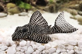 Los mejores peces tropicales de agua dulce recomendados para principiantes. - Imagen 27