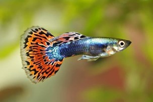Los mejores peces tropicales de agua dulce recomendados para principiantes. - Imagen 7