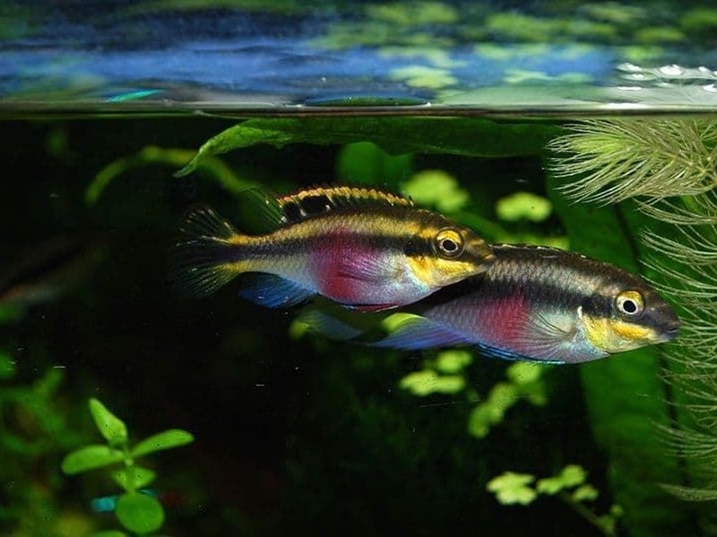 Pelvicachromis pulcher Kribensis o cíclido púrpura, es uno de los cíclidos con un colorido más atractivo.
