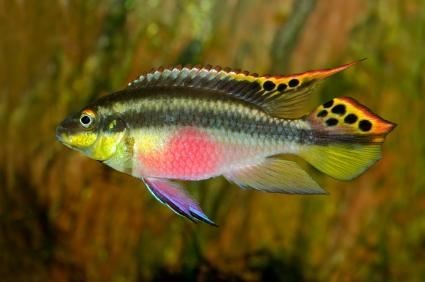 Pelvicachromis pulcher Kribensis o cíclido púrpura, es uno de los cíclidos con un colorido más atractivo. - Imagen 1