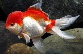 Pez rojo cabeza de león, una de las variedades más populares de glodfish. - Imagen 1
