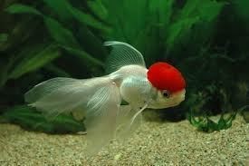 Pez rojo cabeza de león, una de las variedades más populares de glodfish. - Imagen 5