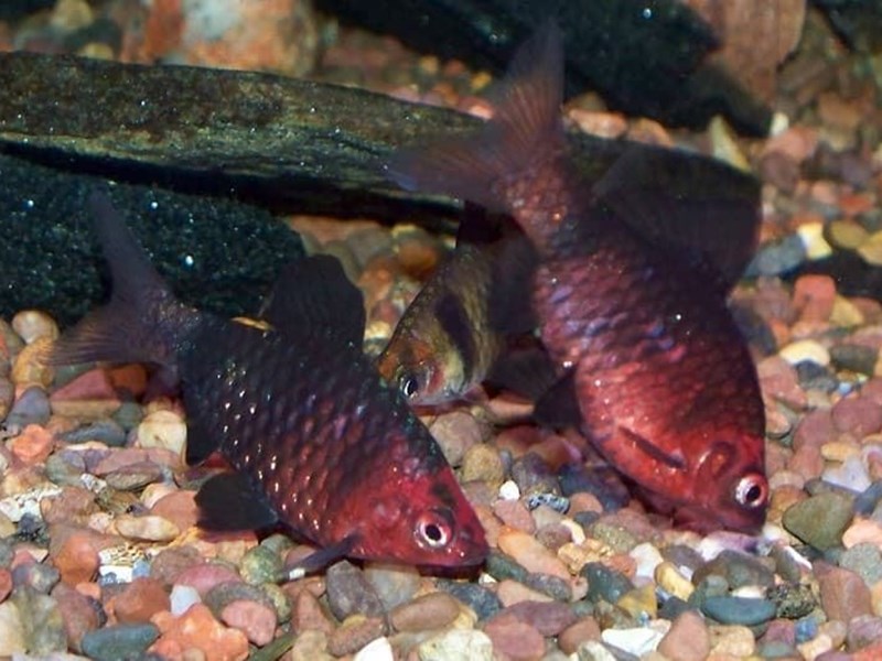 Puntius Nicrofasciatus, Barbo Cabeza Púrpura, Barbo de Cabeza Purpúrea o Barbo Rubí Negro es fácil de mantener.