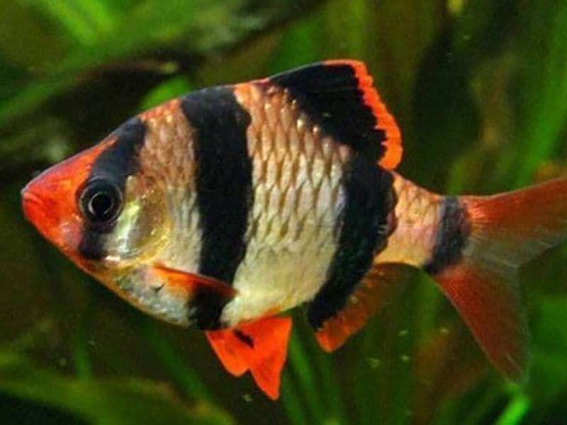 Puntius Tetrazona o Barbo Tigre, es un pez muy resistente y con un colorido bastante intenso.