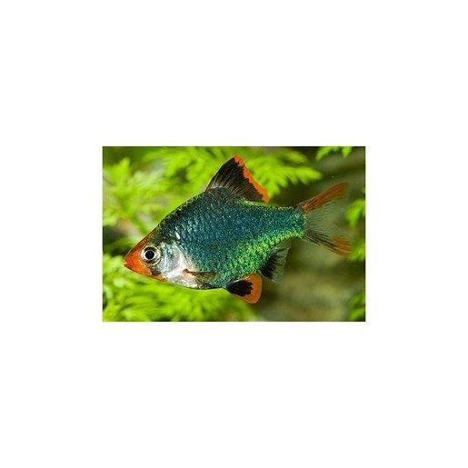 Puntius Tetrazona o Barbo Tigre, es un pez muy resistente y con un colorido bastante intenso. - Imagen 1