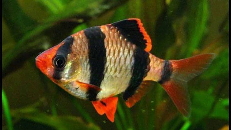 Puntius Tetrazona o Barbo Tigre, es un pez muy resistente y con un colorido bastante intenso. - Imagen 3