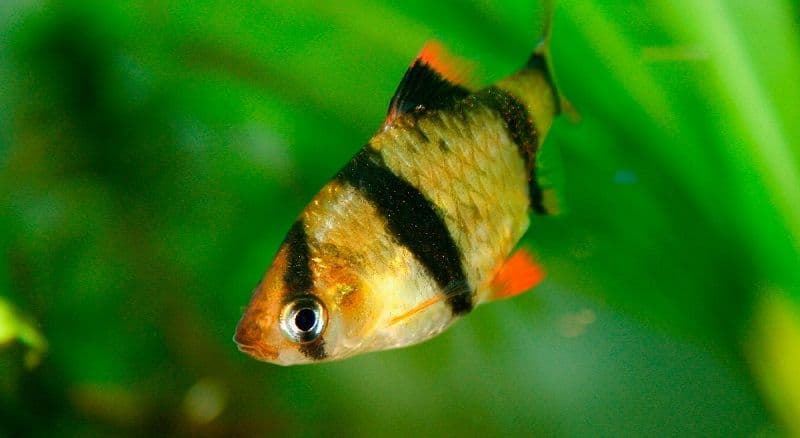 Puntius Tetrazona o Barbo Tigre, es un pez muy resistente y con un colorido bastante intenso. - Imagen 4