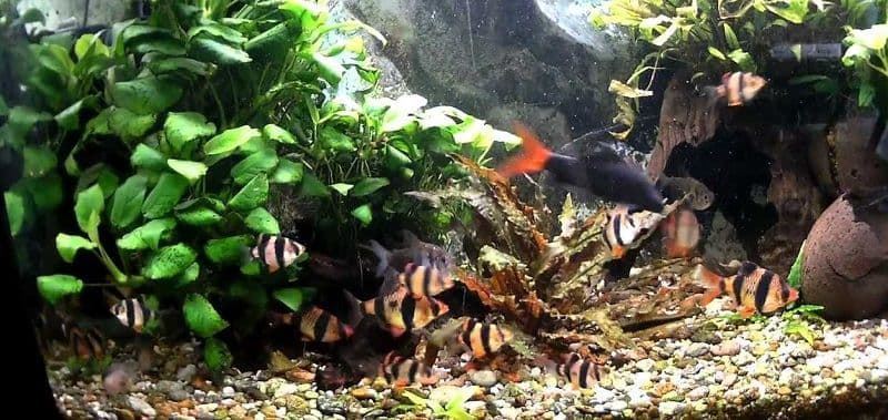 Puntius Tetrazona o Barbo Tigre, es un pez muy resistente y con un colorido bastante intenso. - Imagen 5