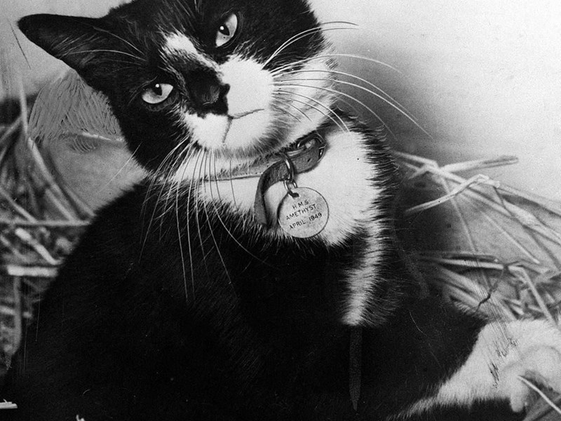 Sam el Insumergible, el gato que sobrevivió a tres hundimientos de buques en la Segunda Guerra Mundial.