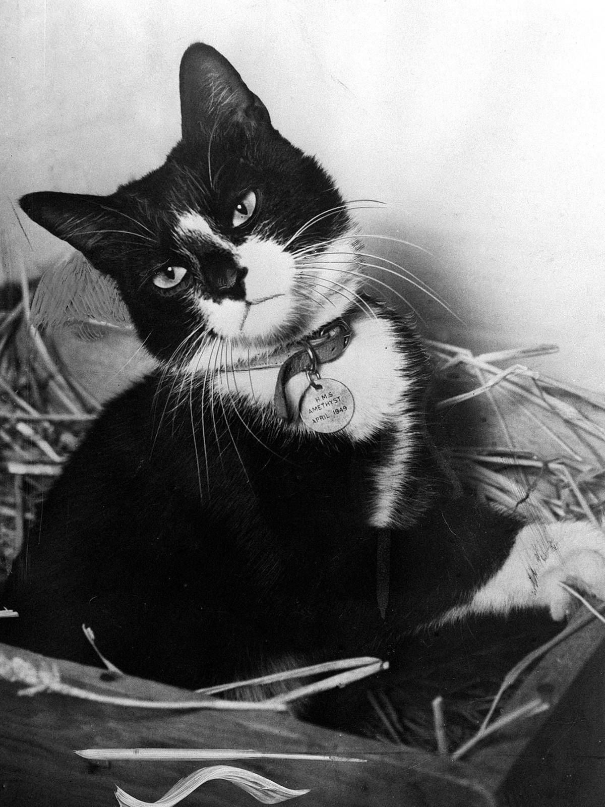 Sam el Insumergible, el gato que sobrevivió a tres hundimientos de buques en la Segunda Guerra Mundial. - Imagen 1