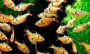 Tetra Serpa: un pez de gran intensidad y contraste de sus colores. - Imagen 2