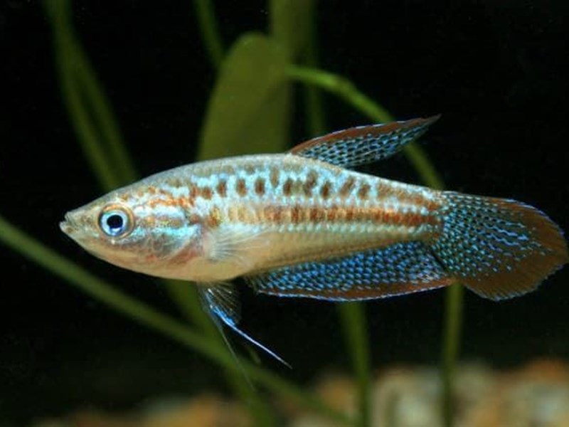 Trichopsis Pumila o guramis espumosos, son peces pacíficos y tímidos.