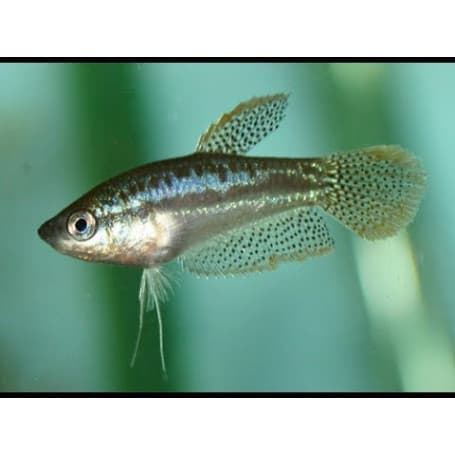 Trichopsis Pumila o guramis espumosos, son peces pacíficos y tímidos. - Imagen 1
