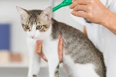 ANTIPARASITES FOR CATS