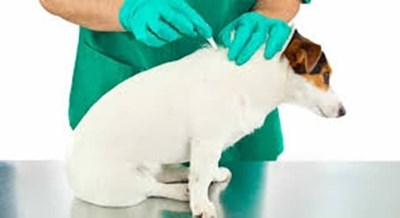 ANTIPARASITES FOR DOGS