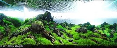 AQUASCAPING AND AQUATIC LANDSCAPING - Page 2
