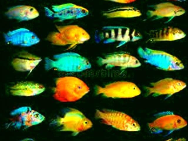 African Cichlids: from Lakes Tanganyika, Malawi and Victoria.