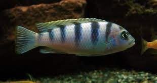 African Cichlids: from Lakes Tanganyika, Malawi and Victoria. - Imagen 9