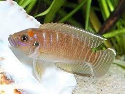 African Cichlids: from Lakes Tanganyika, Malawi and Victoria. - Imagen 8