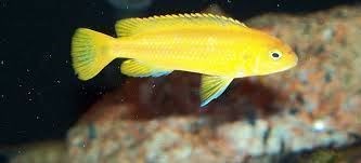 African Cichlids: from Lakes Tanganyika, Malawi and Victoria. - Imagen 7