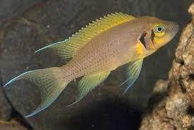 African Cichlids: from Lakes Tanganyika, Malawi and Victoria. - Imagen 6