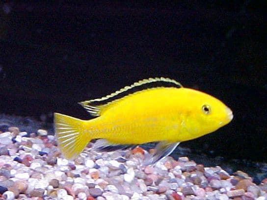 African Cichlids: from Lakes Tanganyika, Malawi and Victoria. - Imagen 4