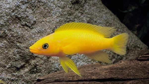 African Cichlids: from Lakes Tanganyika, Malawi and Victoria. - Imagen 2