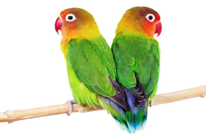 Agapornis or lovebirds, the birds of love. - Imagen 1