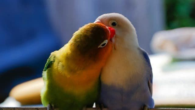 Agapornis or lovebirds, the birds of love. - Imagen 3