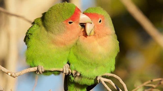 Agapornis or lovebirds, the birds of love. - Imagen 5